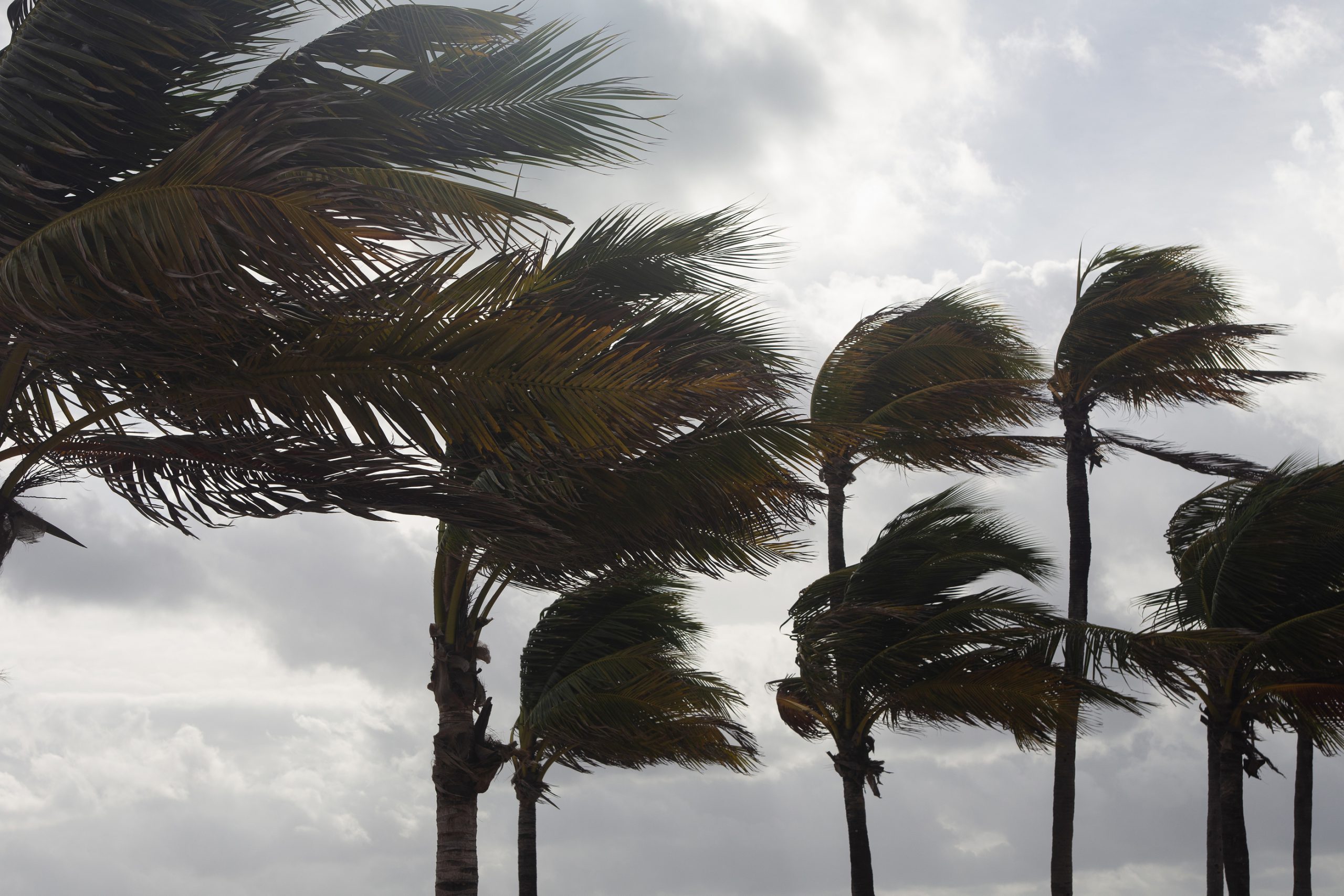 Palm trees bending in strong winds beneath a cloudy sky
