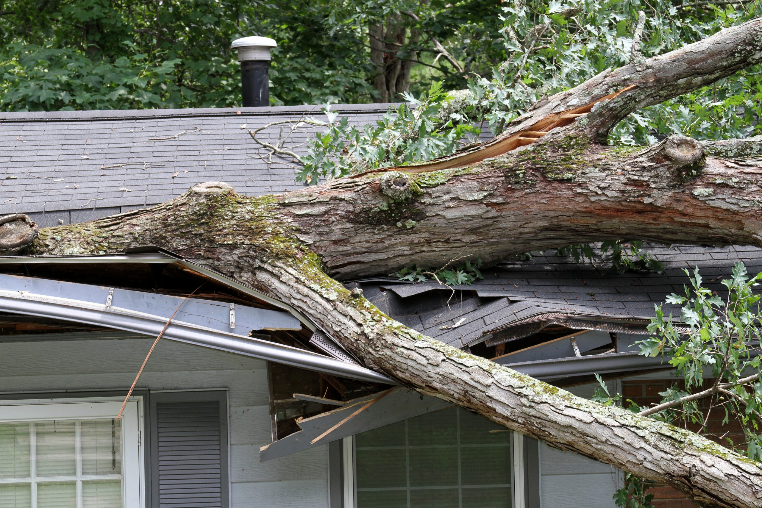 Large fallen tree across the roof of a house after a storm
