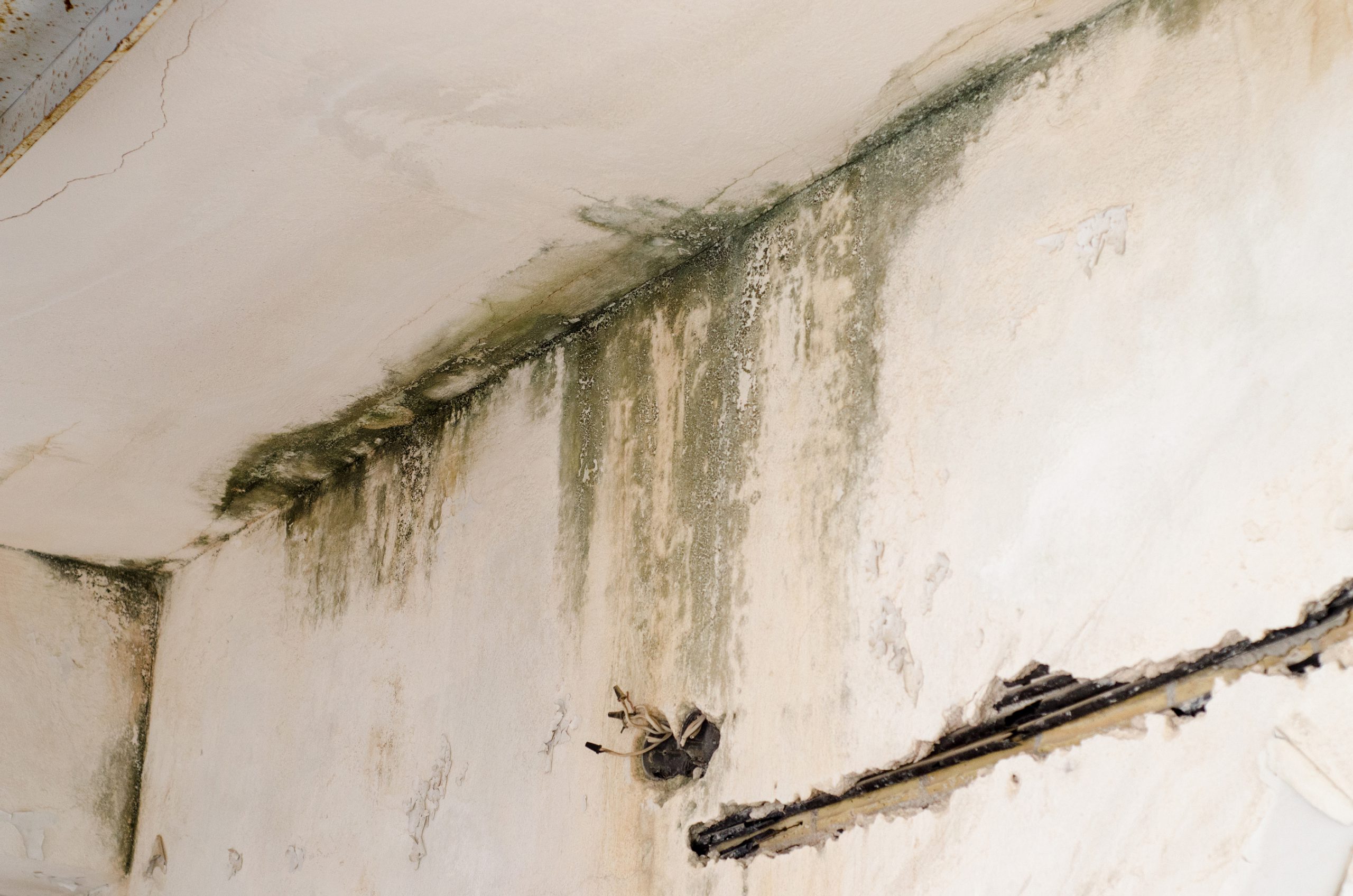 Ceiling showing water damage and mould after a roof leak