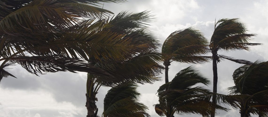 Palm trees bending in strong winds beneath a cloudy sky